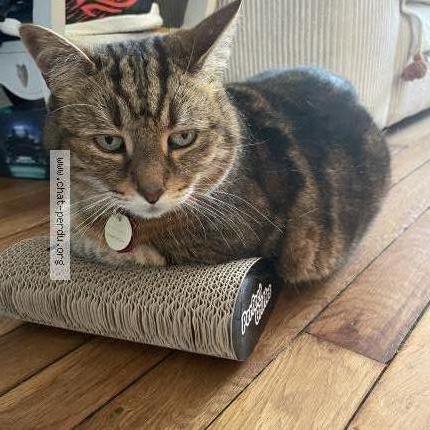 Photo 1/1 Chat retrouvé Perdu à Taverny