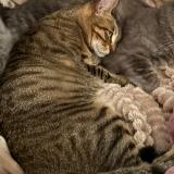 Photo de chat perdu à Marignane