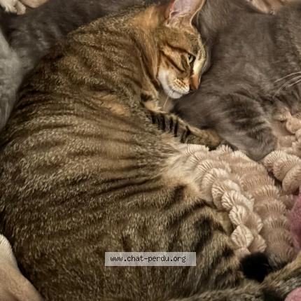 Photo 1/1 Tigra Chat perdu à Marignane