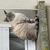 Photo de chat trouvé à Chinon