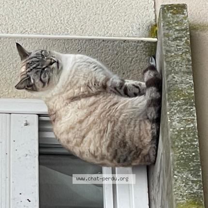 Photo 1/1 Chat trouvé Trouvé à Chinon