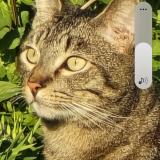 Photo de chat perdu à Oceanside