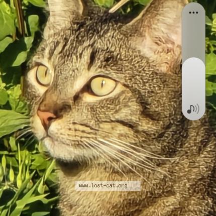 Photo 1/1 Dash Chat perdu à Oceanside