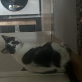 Photo de chat perdu à St Medard En Jalles