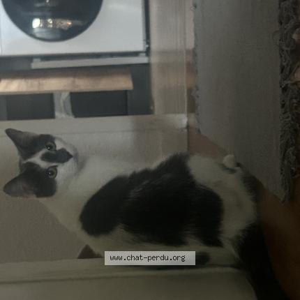 Photo 1/1 Maki Chat perdu à St medard en jalles