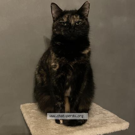 Photo 1/1 Chat retrouvé Perdu à Saint martin du tertre