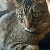 Photo de chat perdu à Saint Cloud