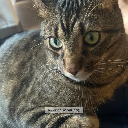 Photo 1/1 Lewis Chat perdu à Saint cloud