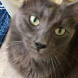 Photo de chat perdu à San Diego