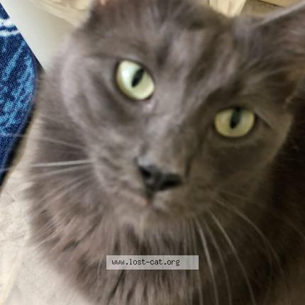 Photo 1/1 Cosmo Chat perdu à San diego