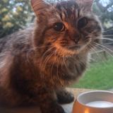 Photo de chat trouvé à La Gouesniere