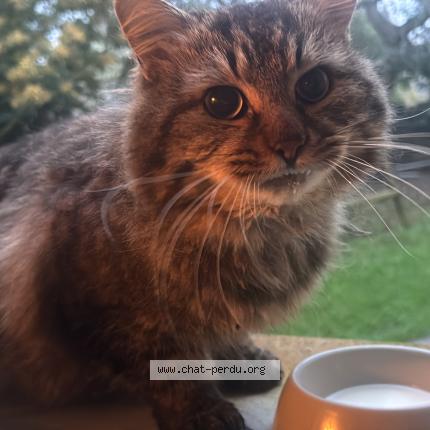 Photo 1/1 Chat trouvé Trouvé à La gouesniere