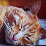 Photo de chat perdu à St Priest