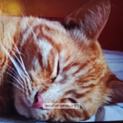 Photo 1/1 Titi Chat perdu à St priest