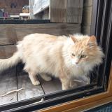 Photo de chat trouvé à Pontchateau