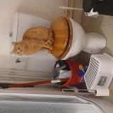 Photo de chat perdu à Nantes