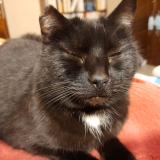 Photo de chat perdu à Linexert