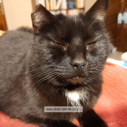 Photo 1/1 Juka Chat perdu à Linexert