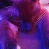 Photo de chat perdu à Zanesville