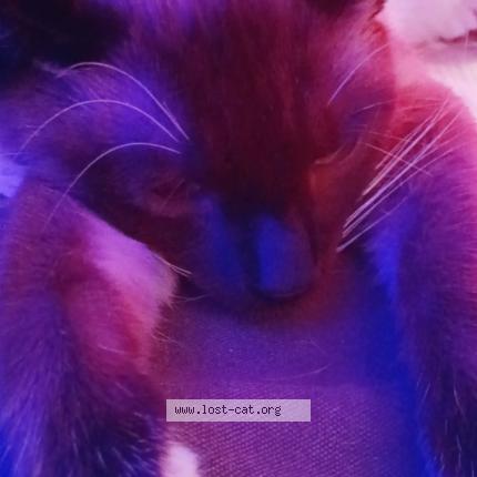 Photo 1/1 No name Chat perdu à Zanesville