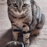 Photo de chat perdu à Ygos Saint Saturnin