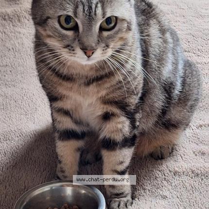 Photo 1/1 Lily Chat perdu à Ygos saint saturnin