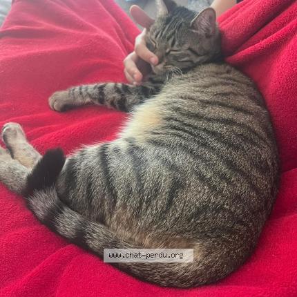 Photo 1/1 Vicky Chat perdu à La garde