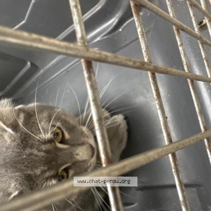 Photo de chat trouvé à Orleans