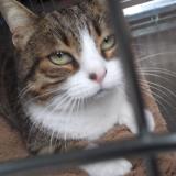 Photo de chat trouvé à Le Cres