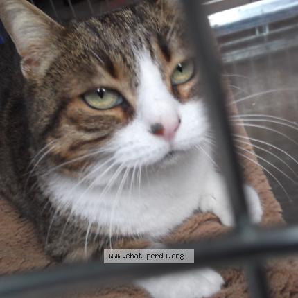 Photo 1/1 Chat trouvé Trouvé à Le cres
