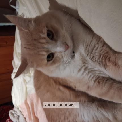 Photo 1/1 Gus Chat perdu à Montpellier