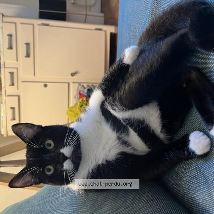 Photo 1/1 Chat retrouvé Perdu à Lyon
