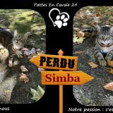 Photo de chat perdu à Saint Astier