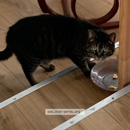 Photo 1/1 Chat retrouvé Perdu à Miribel