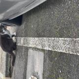 Photo de chat trouvé à Toulouse