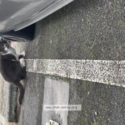 Photo 1/1 Chat trouvé Trouvé à Toulouse