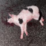 Photo de chat trouvé à La Tremblade