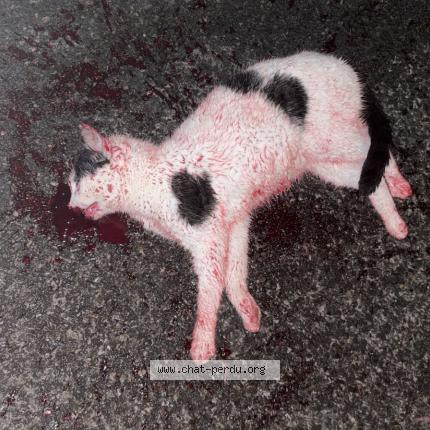 Photo 1/1 Chat trouvé Trouvé à La tremblade