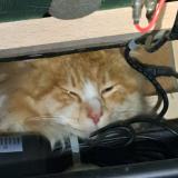 Photo de chat trouvé à Ergue Gaberic