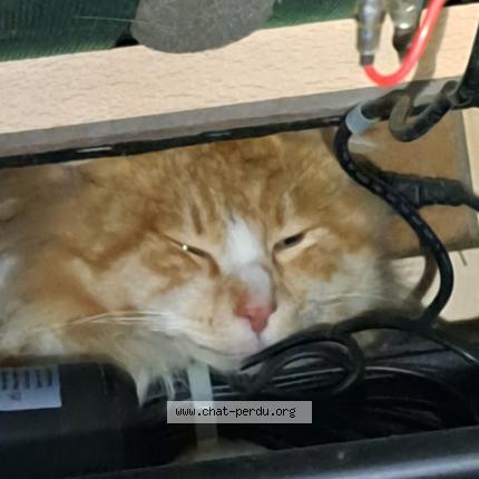 Photo 1/1 Chat trouvé Trouvé à Ergue gaberic