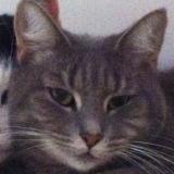 Photo de chat retrouvé à Mount Cottrell