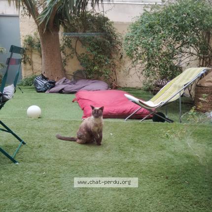 Photo 1/1 Chat trouvé Trouvé à Marseille 7eme arrondisse