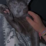 Photo de chat perdu à Le Havre