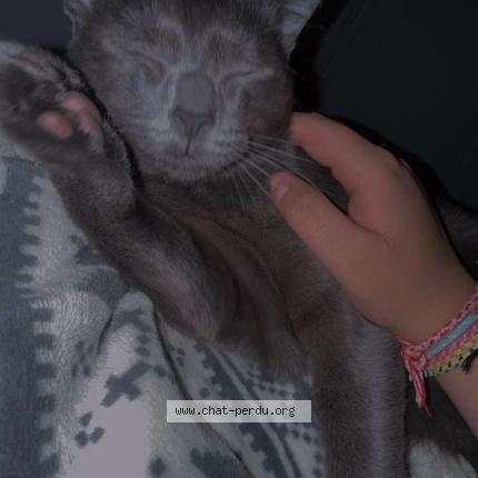 Photo 1/1 Labouille Niro Chat perdu à Le havre