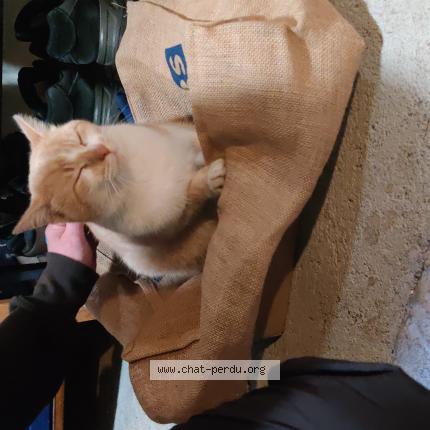 Photo 1/2 Chat trouvé Trouvé à Longuyon