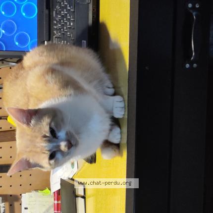 Photo 2/2 Chat trouvé Trouvé à Longuyon