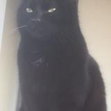 Photo de chat perdu à Loyettes