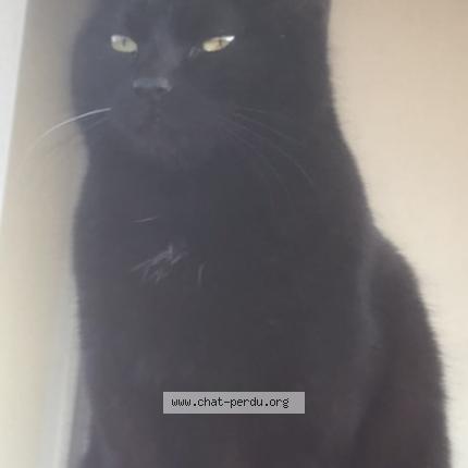 Photo 1/1 Kitty Chat perdu à Loyettes
