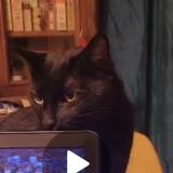 Photo de chat perdu à Romans Sur Isere