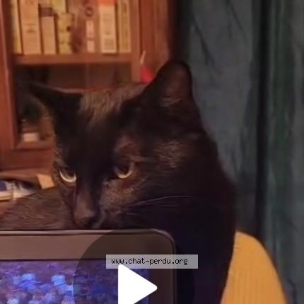 Photo 1/1 Choke ou l'arsouille Chat perdu à Romans sur isere